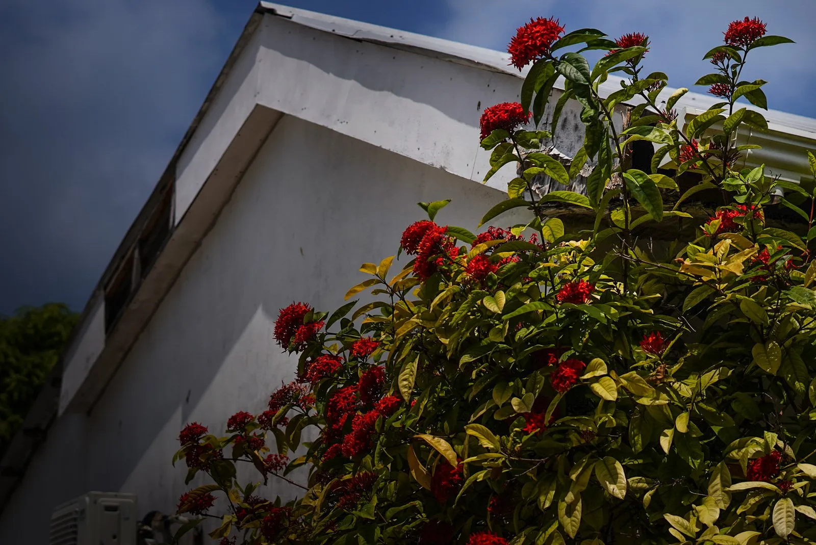 Tropical flowers in the Maldives.