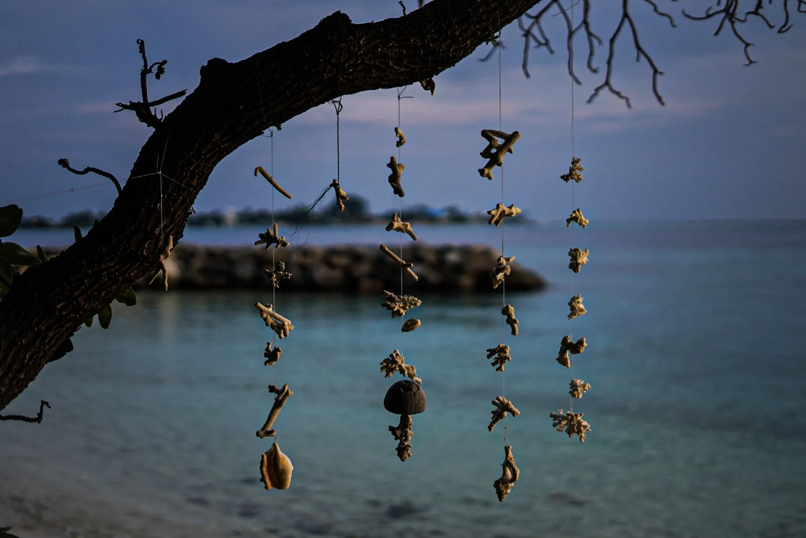 Decorative shells in the Maldives.