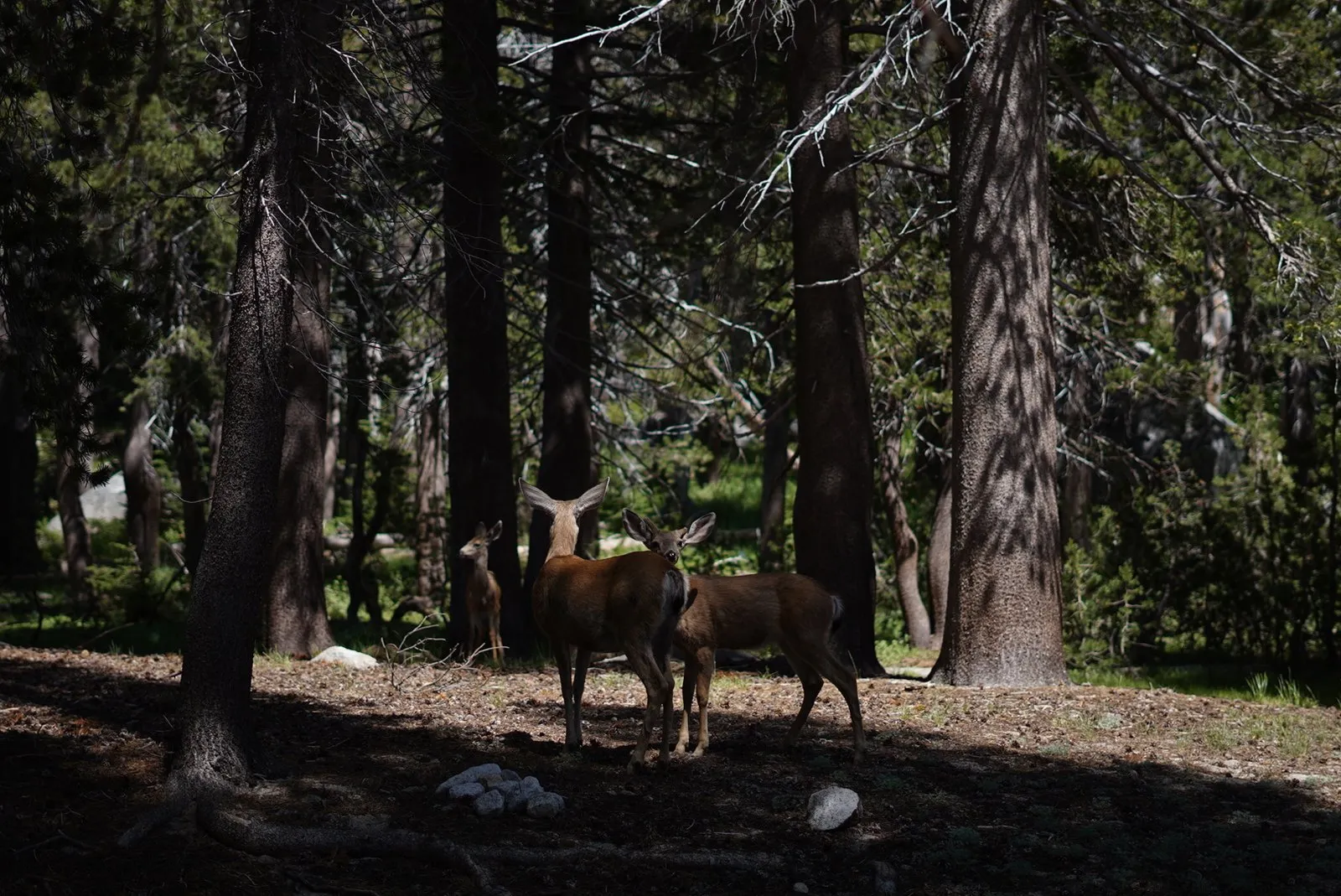 Wildlife photography in Yosemite National Park.