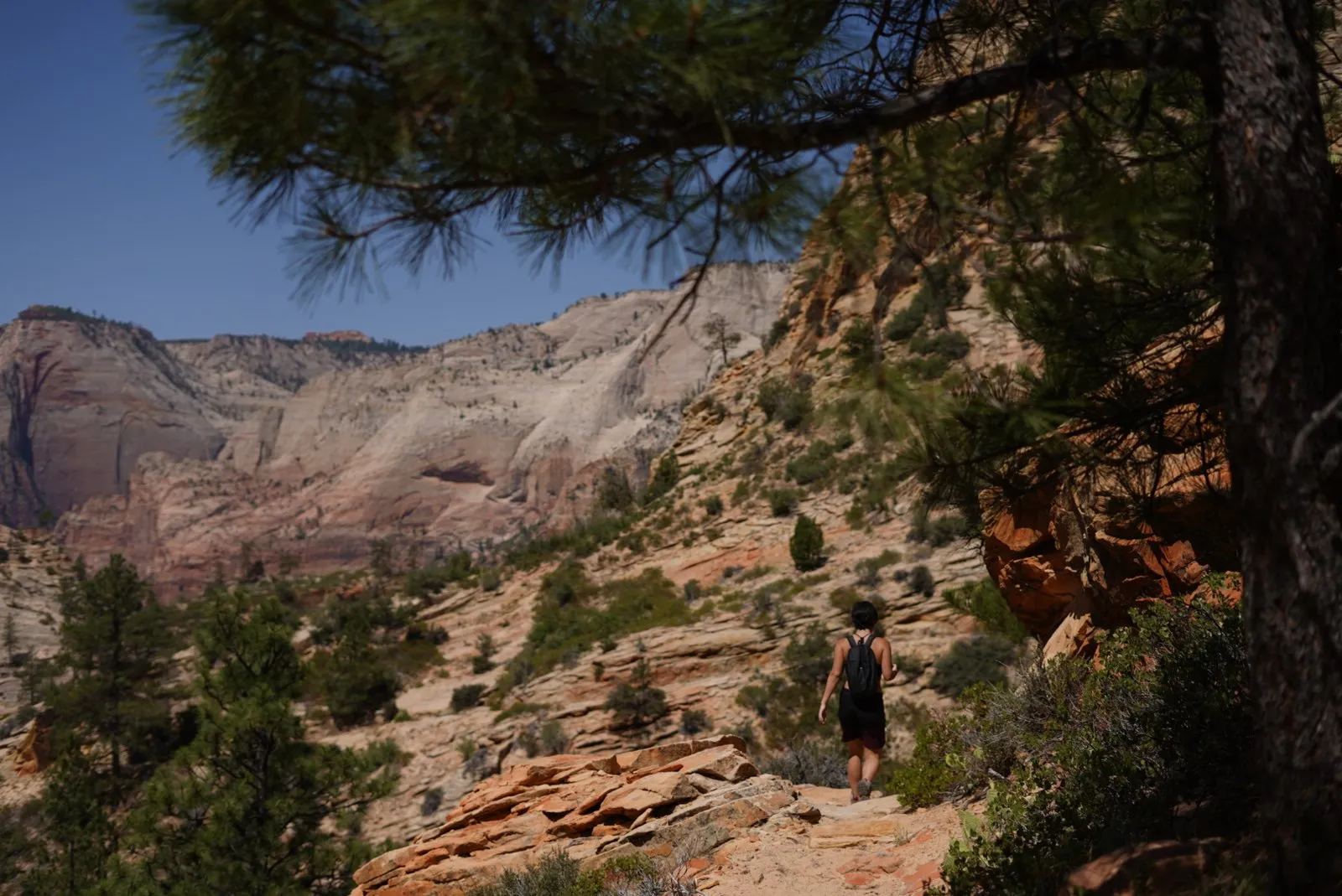 Scenic trail view in Zion National Park.